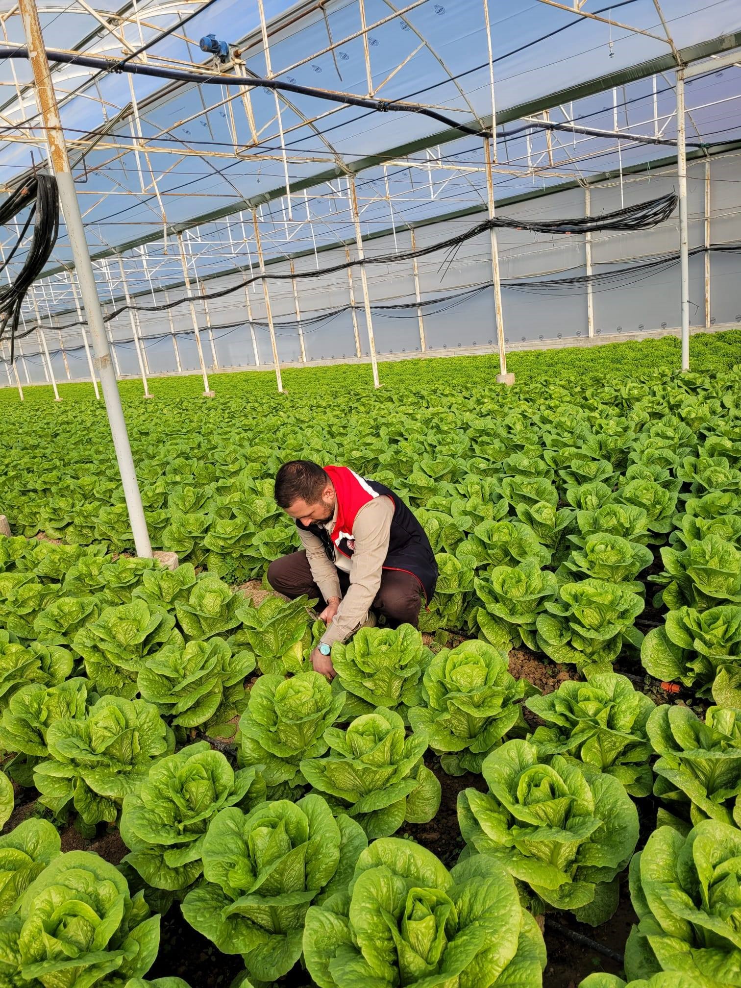 Aydın’da Pestisit Alarmı (3)-2