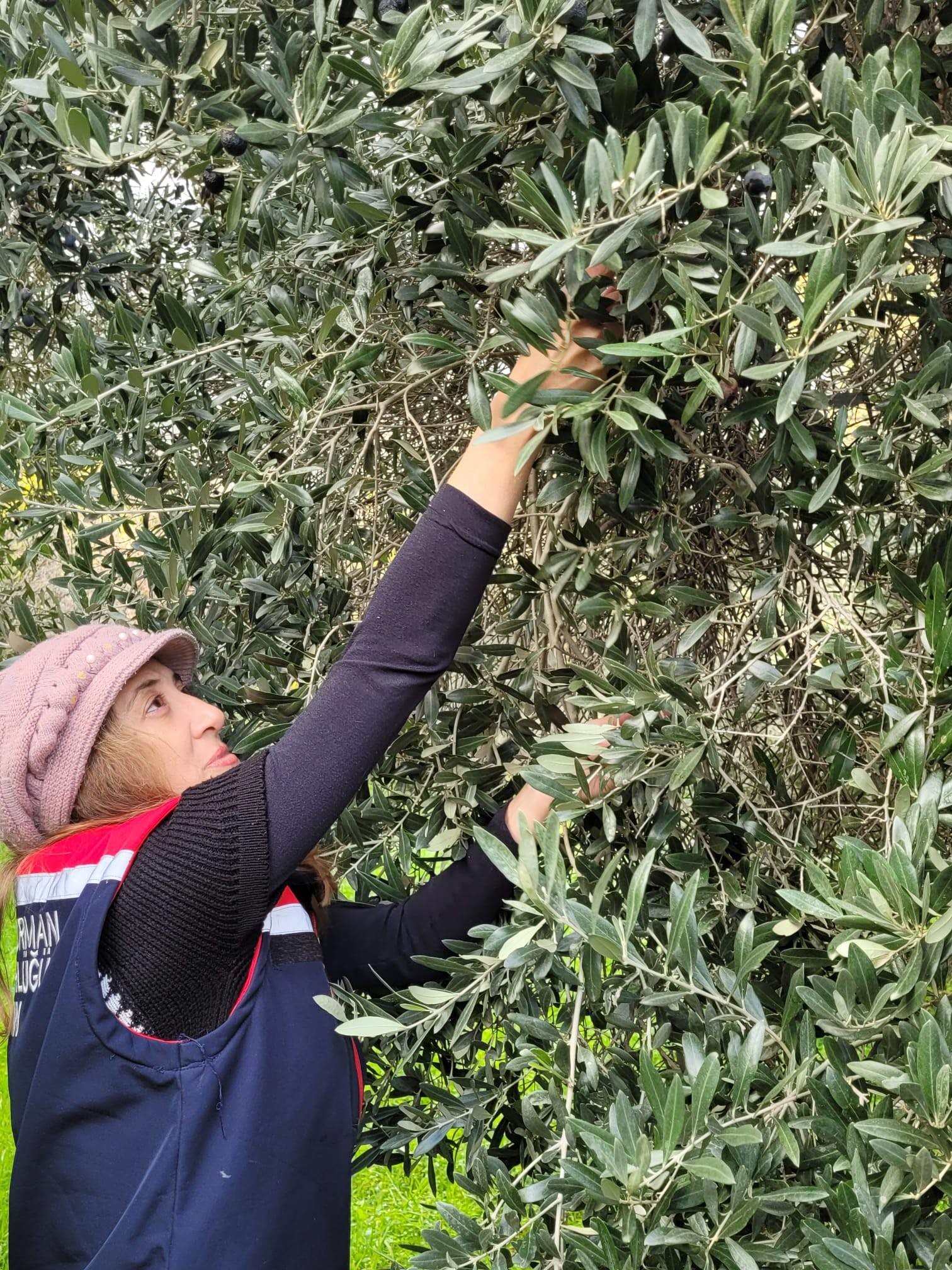 Aydın’da Pestisit Alarmı (4)-2