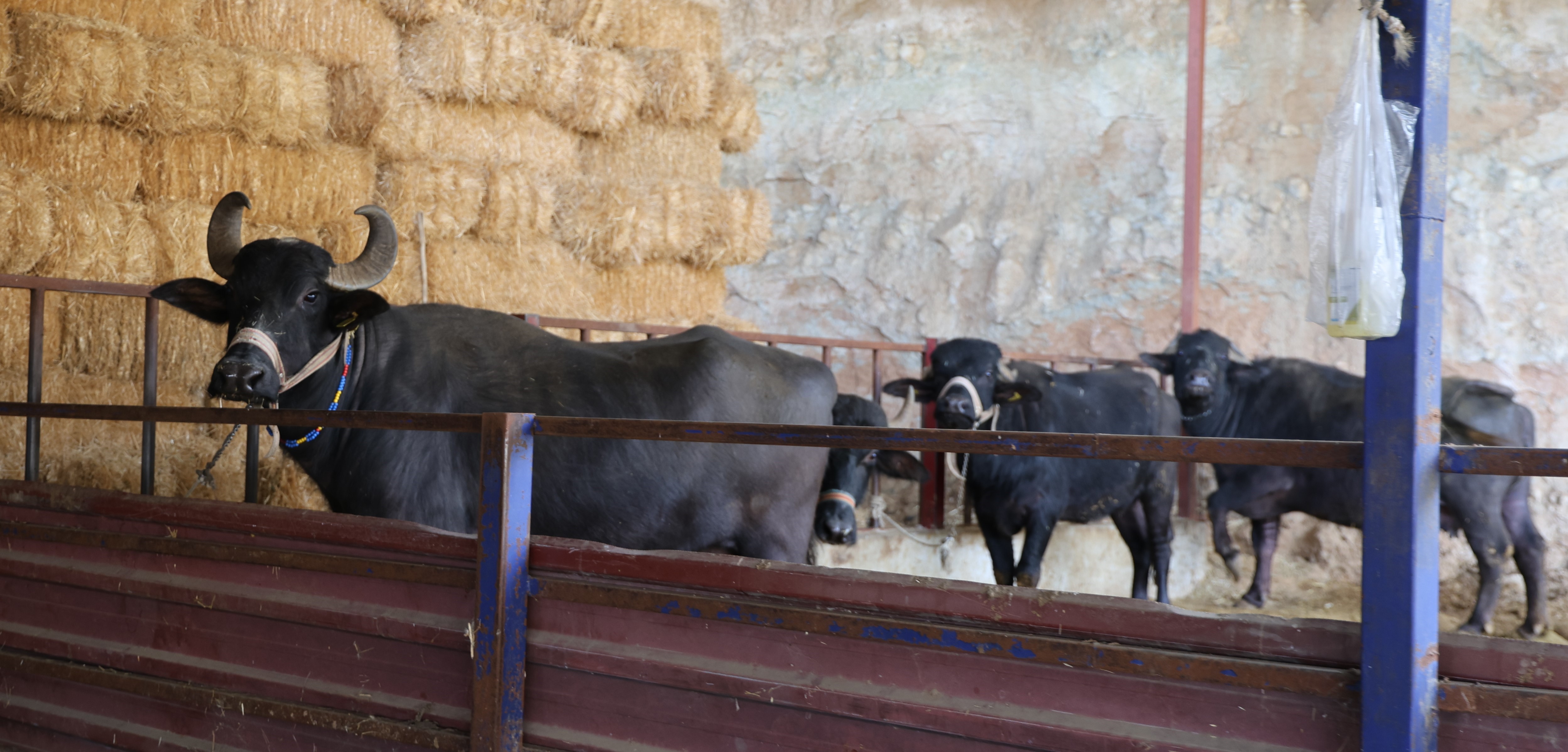 Aydın’da Üretiliyor, Kilosu 2 Bin Liradan Alıcı Buluyor (3)