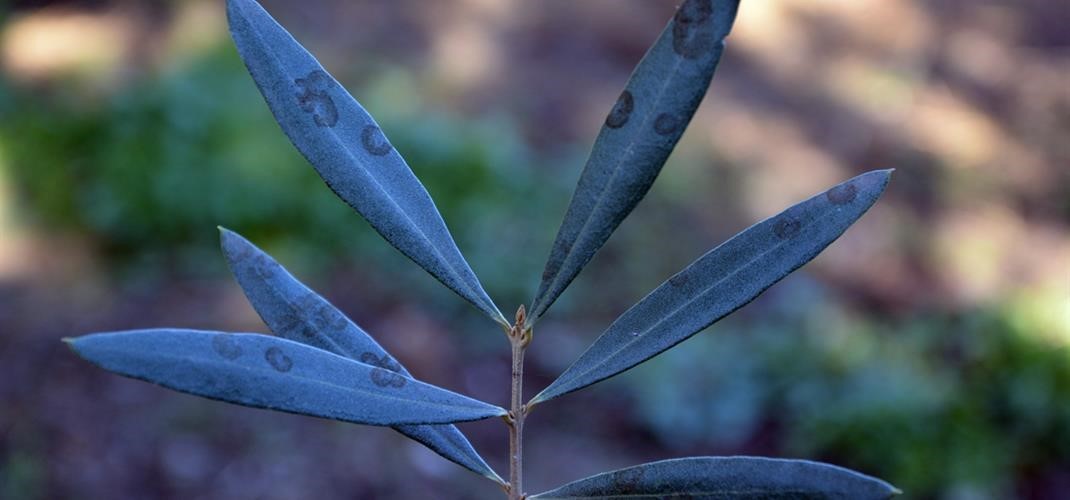Aydın’da Zeytin Alarmı, Üreticilere Uyarı (2)