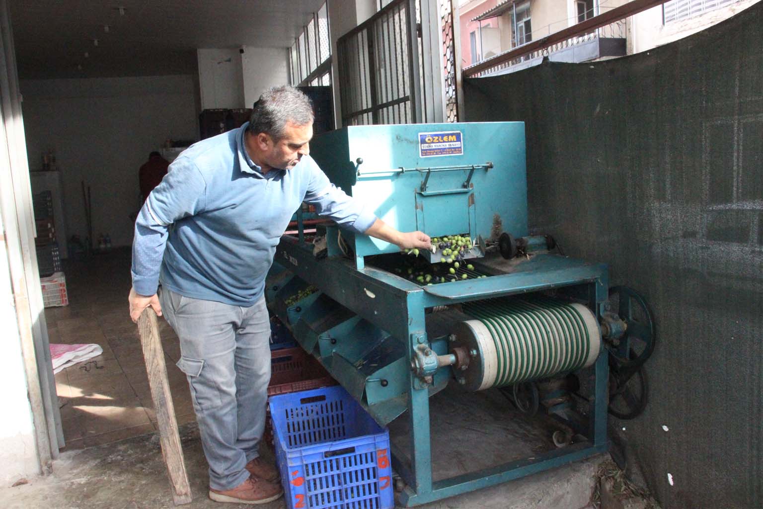 Aydın’da Zeytinler Boyutuna Göre Ayrılıyor (4)