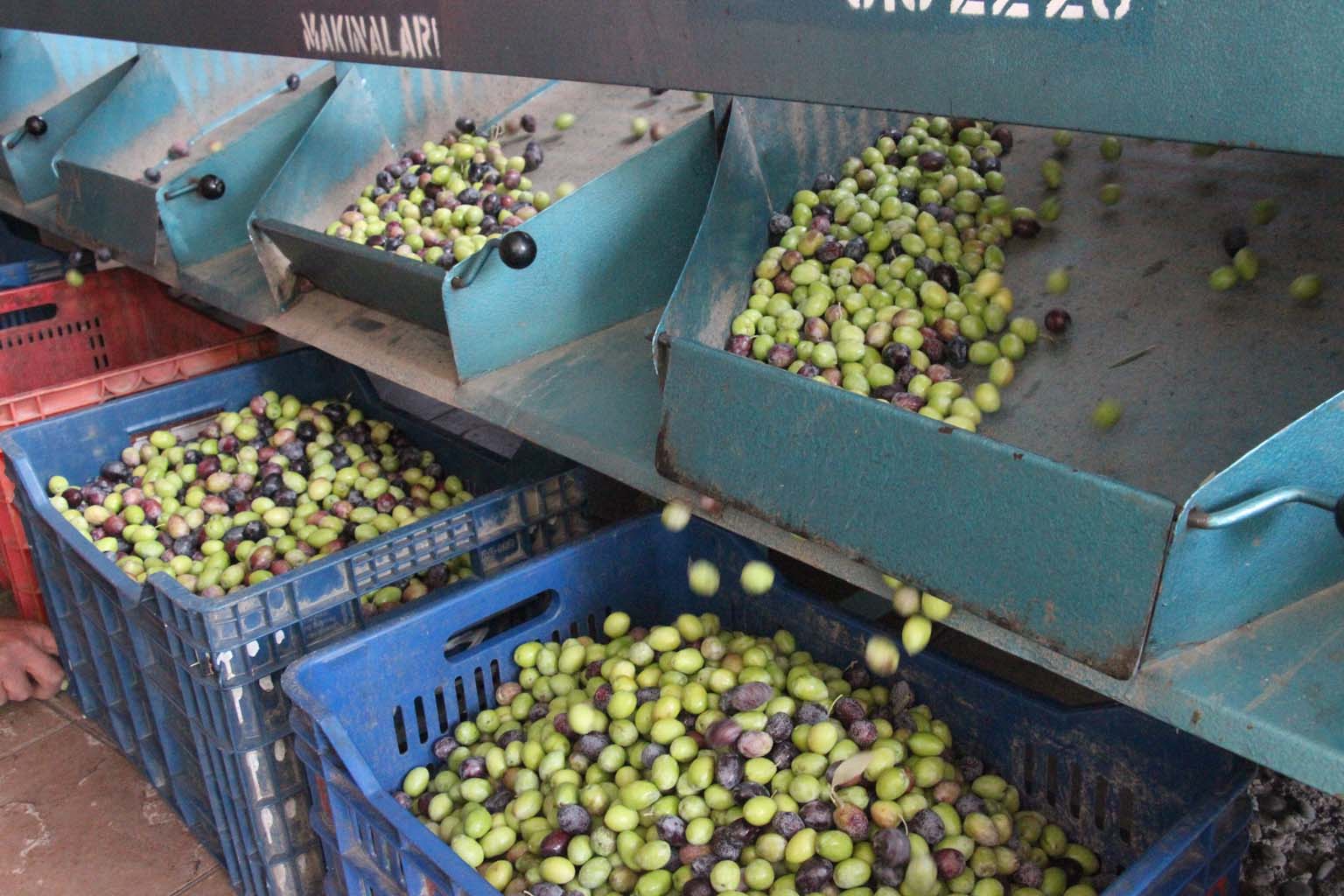 Aydın’da Zeytinler Boyutuna Göre Ayrılıyor (5)