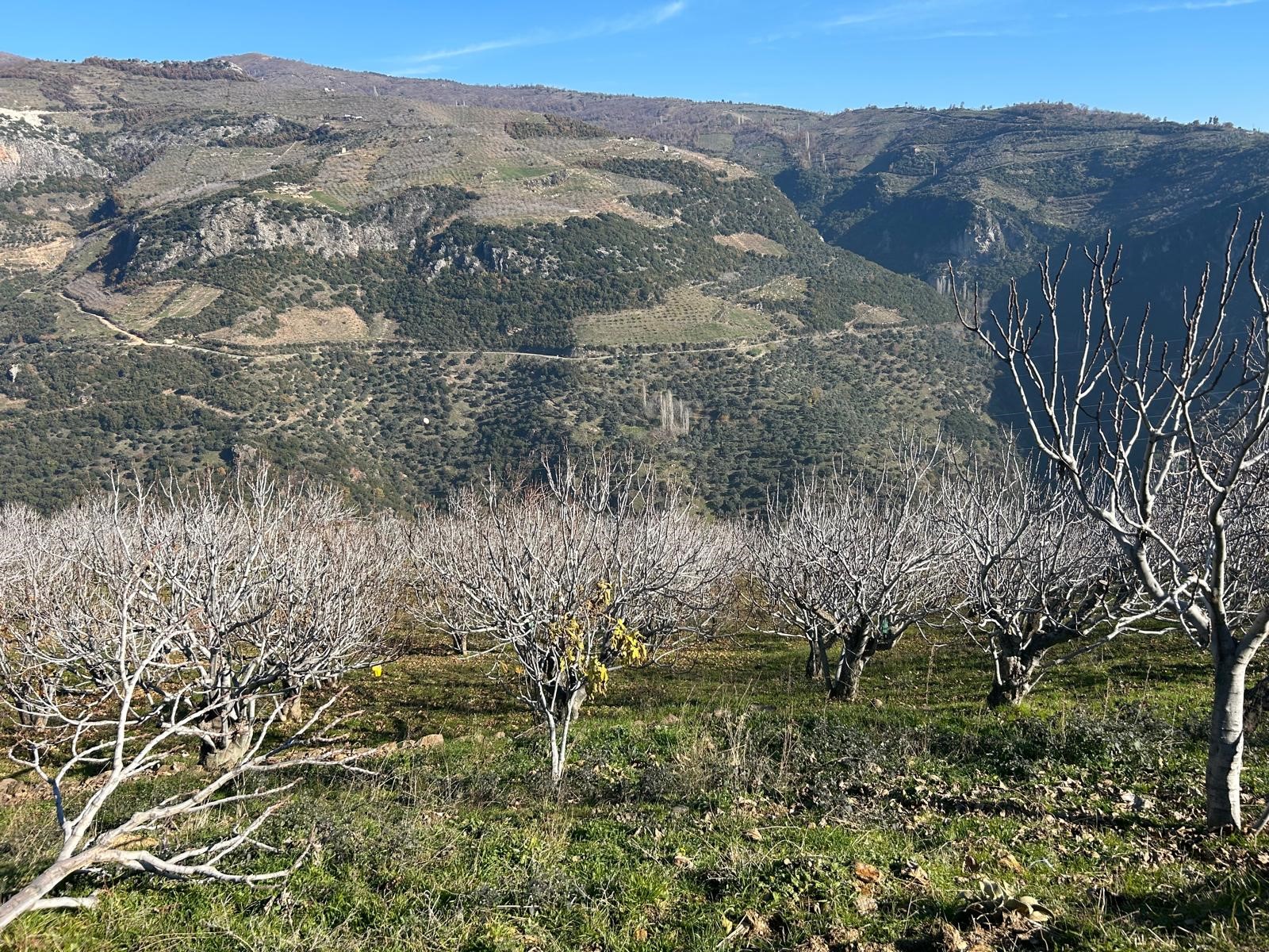 Aydın’ın Sevilen Siyasetçisi Artık Tarımla Uğraşıyor (6)