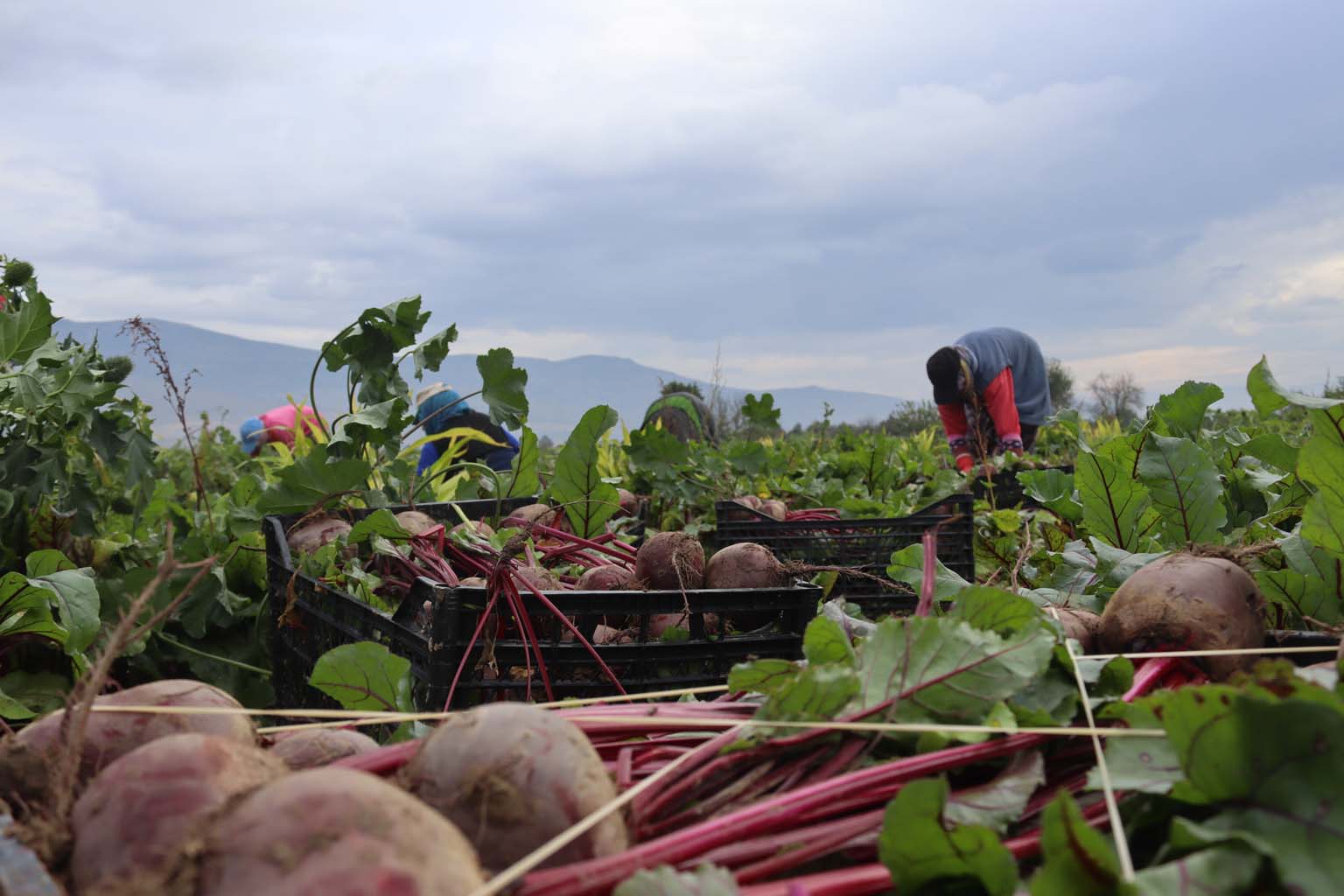 Bereketli Topraklarda ‘Kırmızı Elmas' Mesaisi (2)