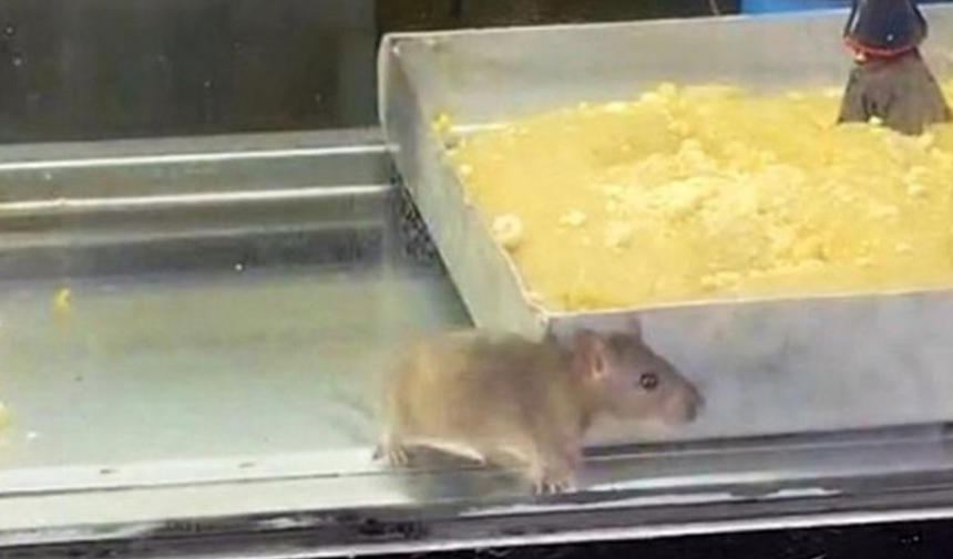 Börek Tezgahlarında Fare Cirit Attı (1)