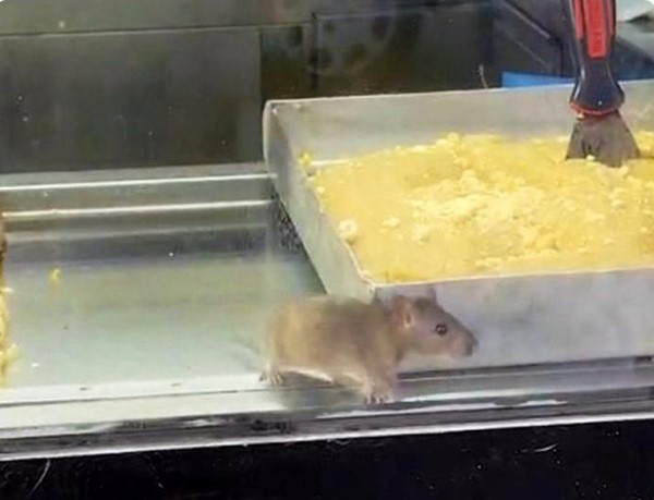 Börek Tezgahlarında Fare Cirit Attı (2)