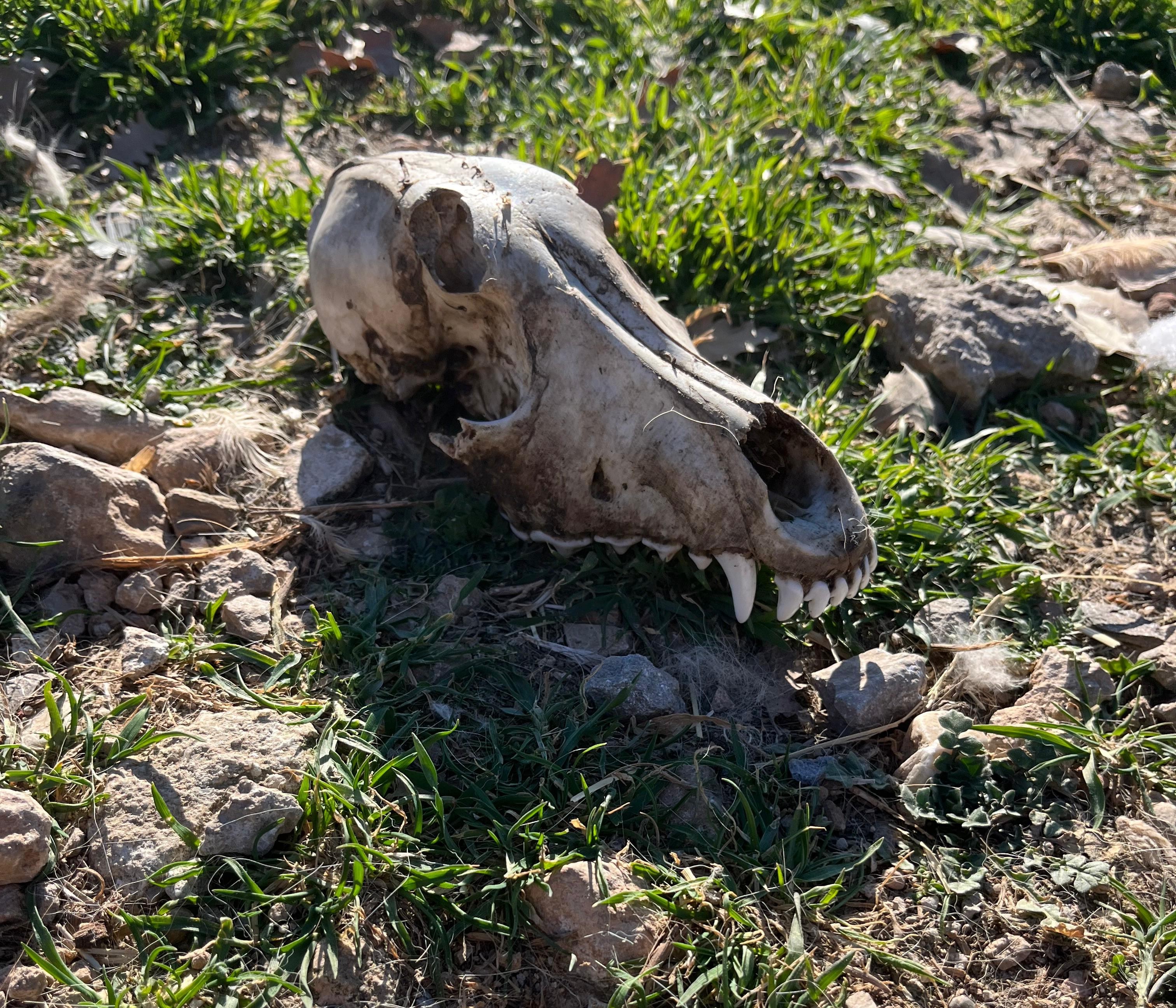 Bunun Adı Hayvanseverlik Değil! Köpekler Açlıktan Birbirini Yemiş (10)