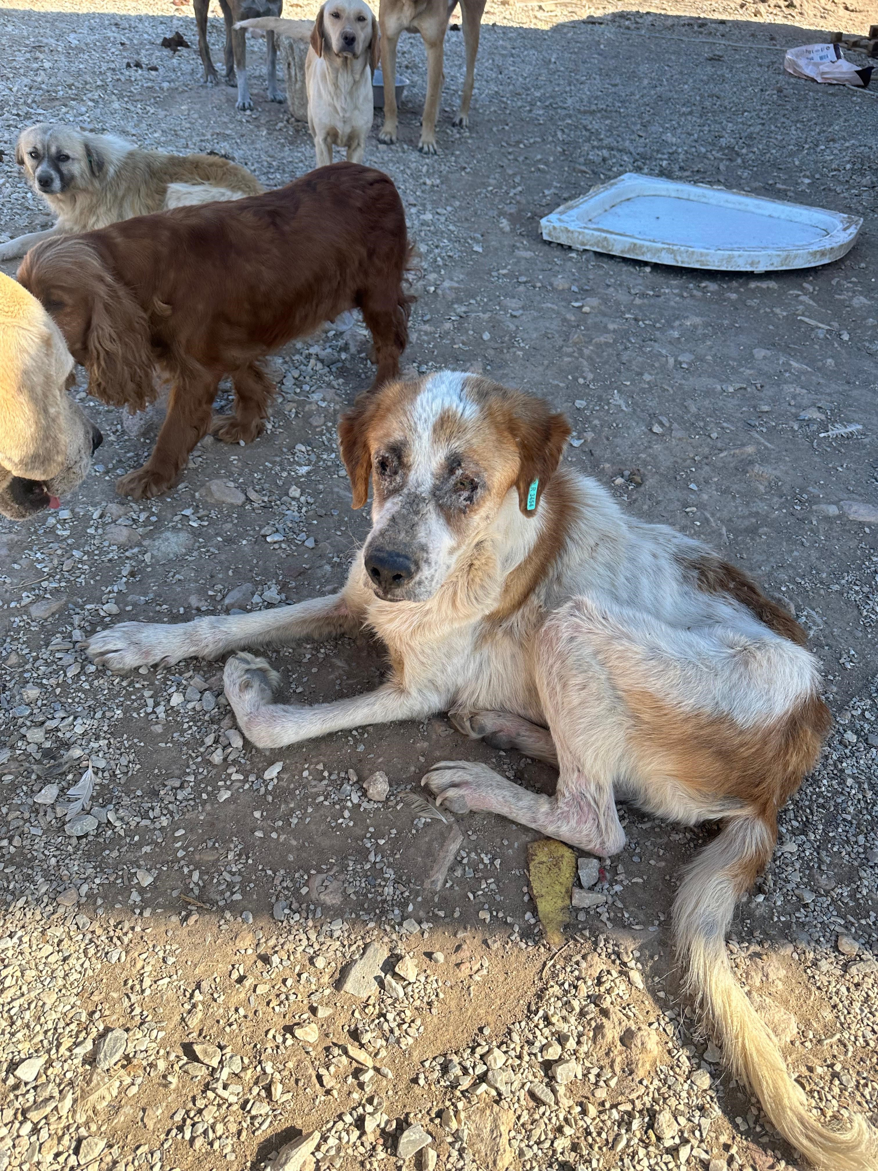 Bunun Adı Hayvanseverlik Değil! Köpekler Açlıktan Birbirini Yemiş (11)