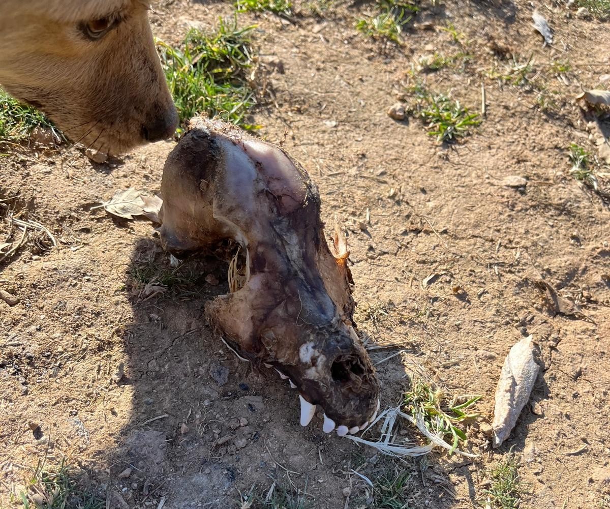 Bunun Adı Hayvanseverlik Değil! Köpekler Açlıktan Birbirini Yemiş (2)