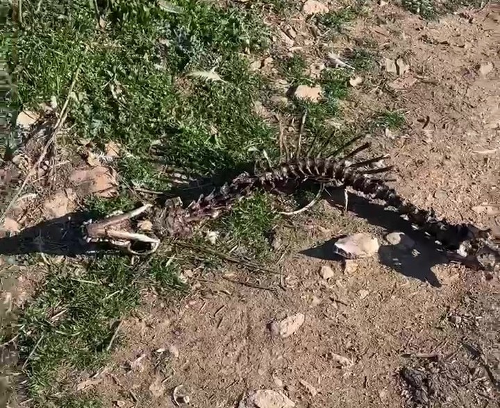 Bunun Adı Hayvanseverlik Değil! Köpekler Açlıktan Birbirini Yemiş (3)