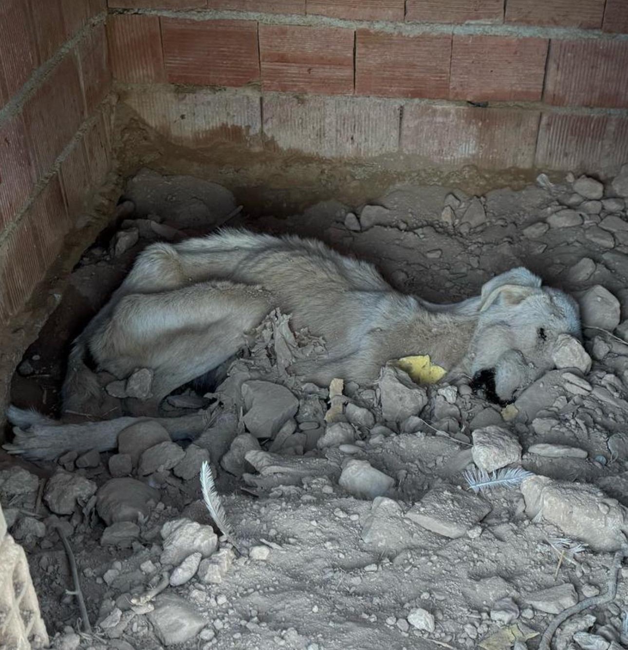 Bunun Adı Hayvanseverlik Değil! Köpekler Açlıktan Birbirini Yemiş (4)