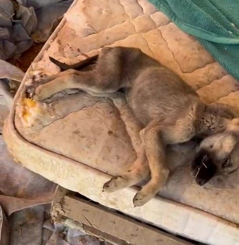 Bunun Adı Hayvanseverlik Değil! Köpekler Açlıktan Birbirini Yemiş (6)