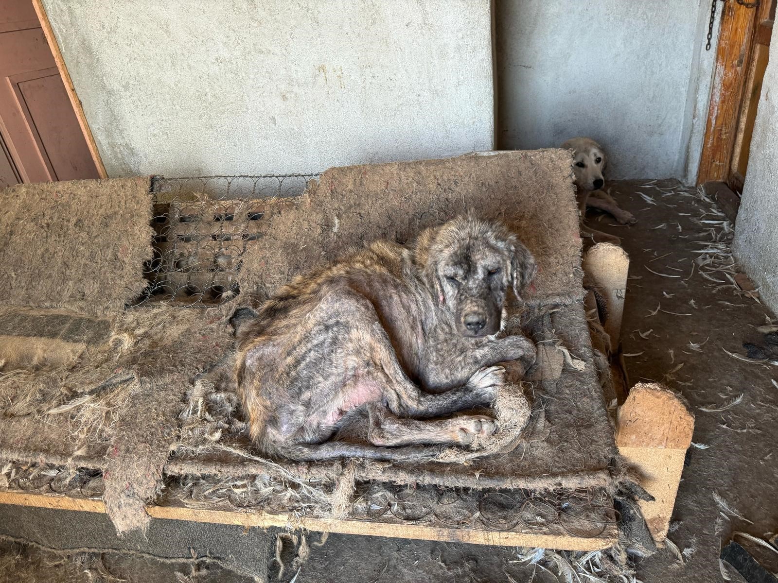 Bunun Adı Hayvanseverlik Değil! Köpekler Açlıktan Birbirini Yemiş (8)