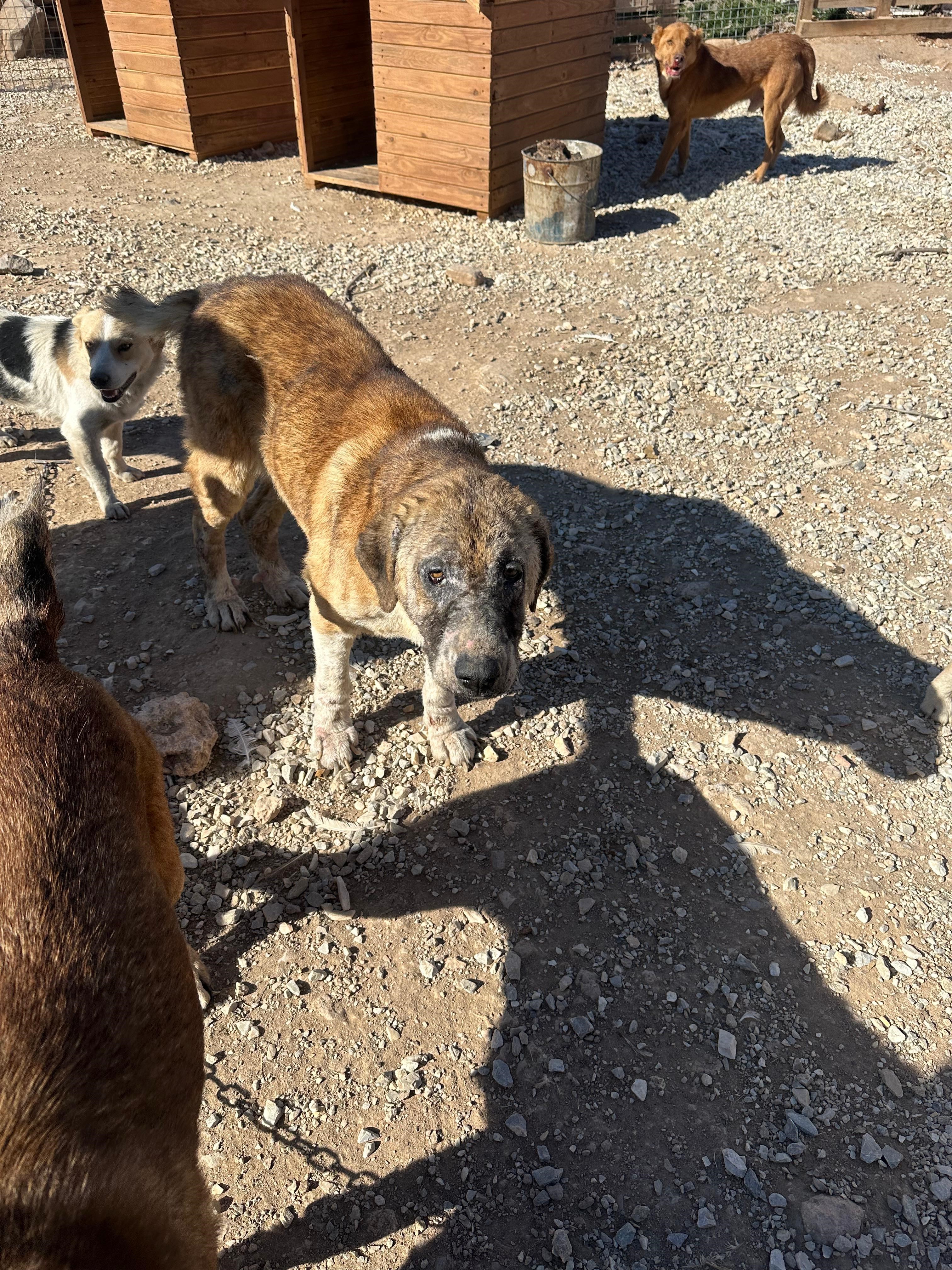 Bunun Adı Hayvanseverlik Değil! Köpekler Açlıktan Birbirini Yemiş (9)