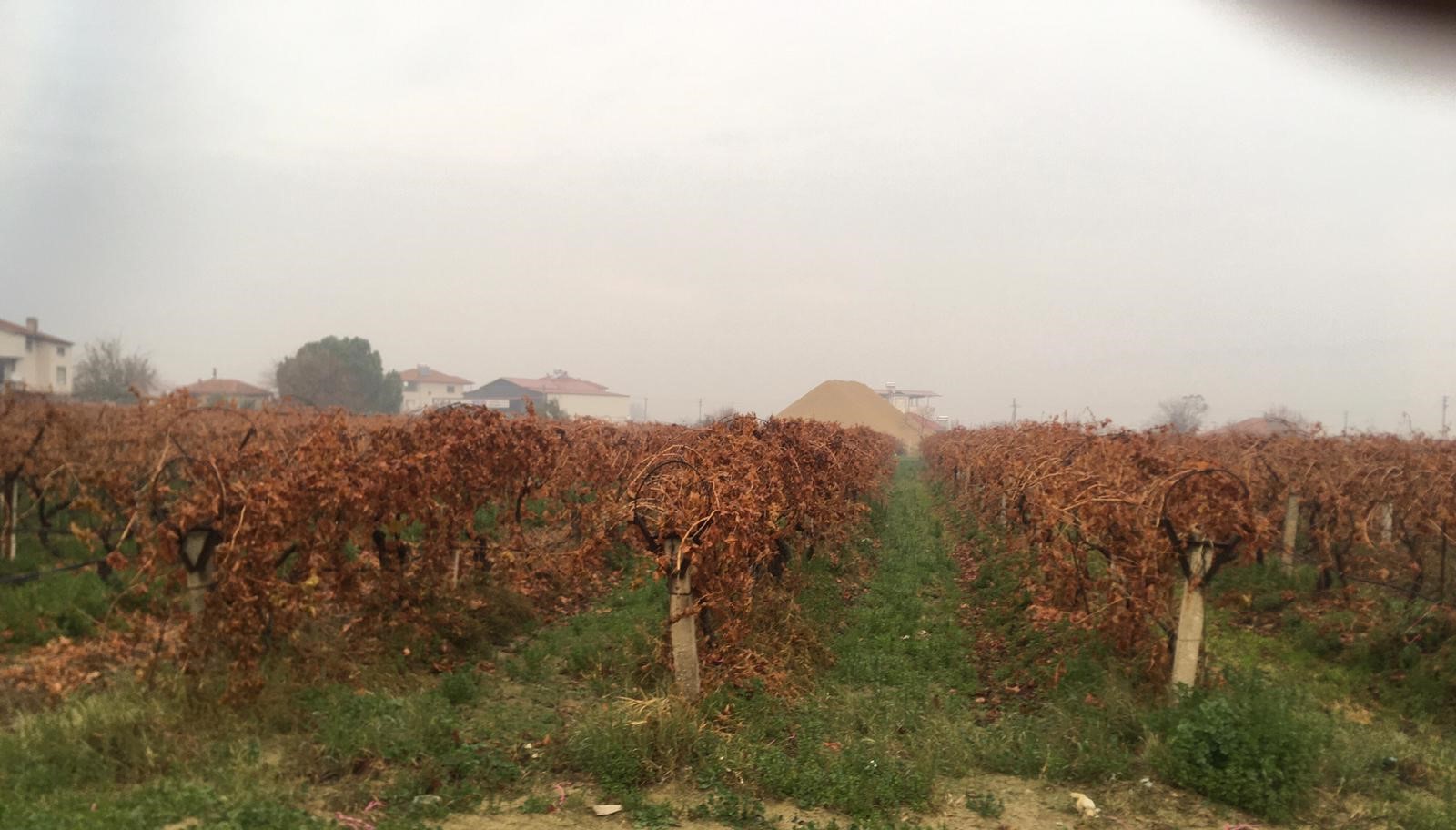 Çiftçilerin Sağanak Sevinci (2)