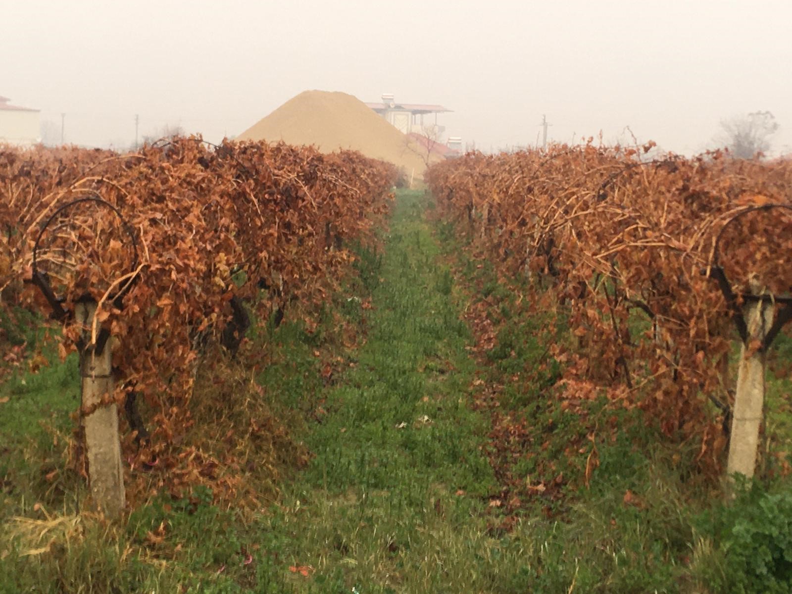 Çiftçilerin Sağanak Sevinci (5)