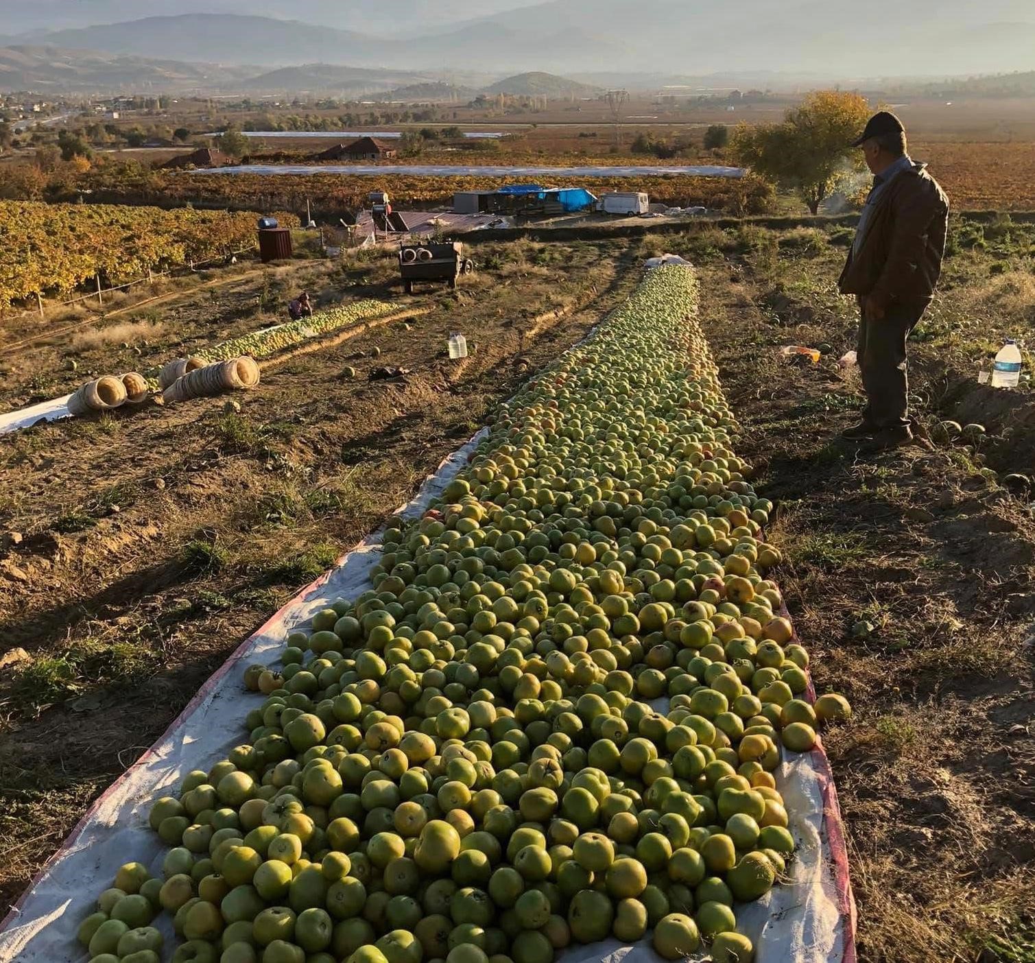 Domatesi Kırağı Vurdu (3)