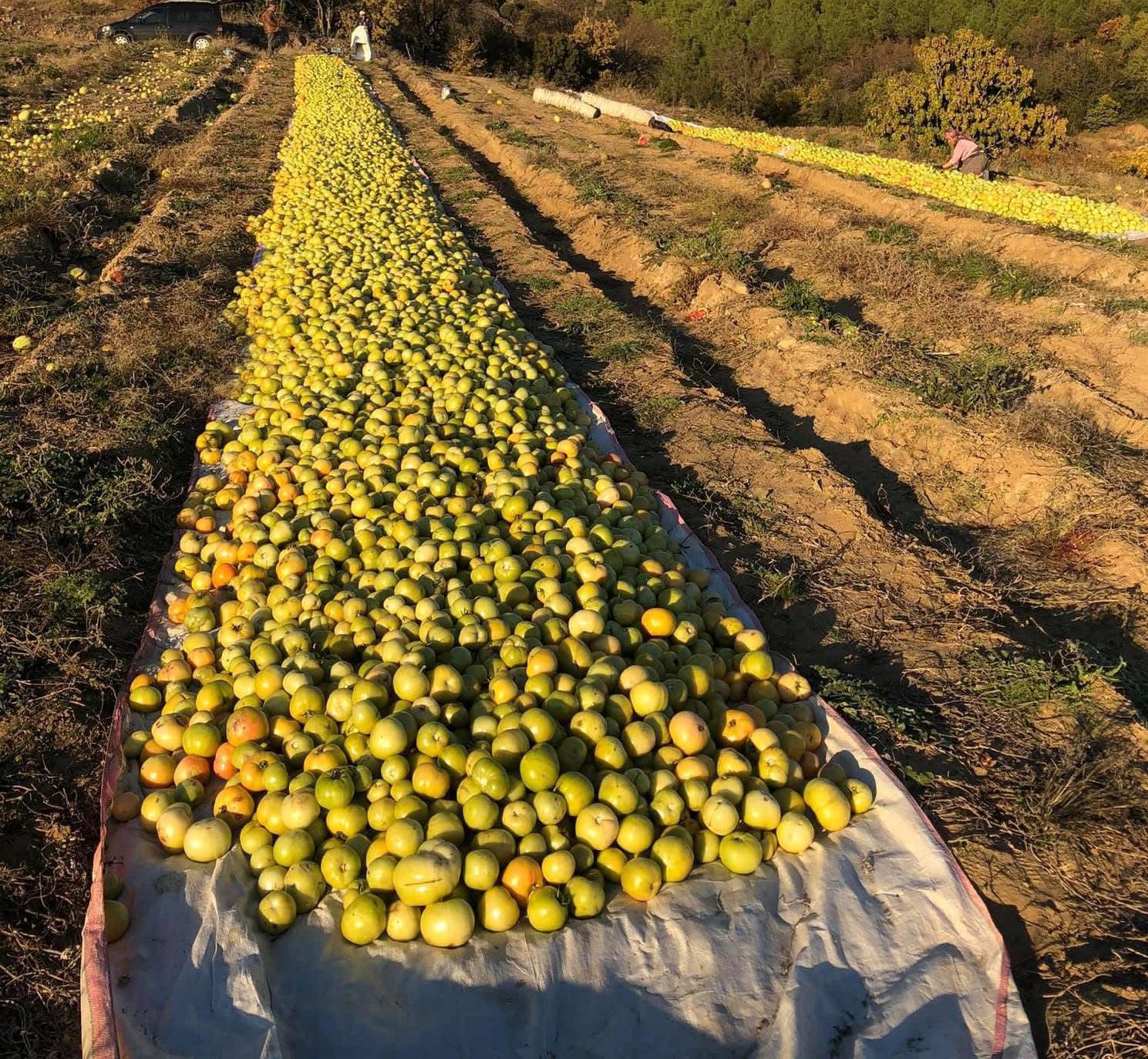 Domatesi Kırağı Vurdu (4)