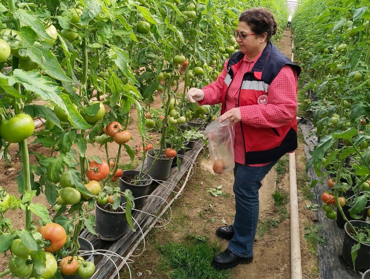 Domateste Pestisit Alarmı (2)