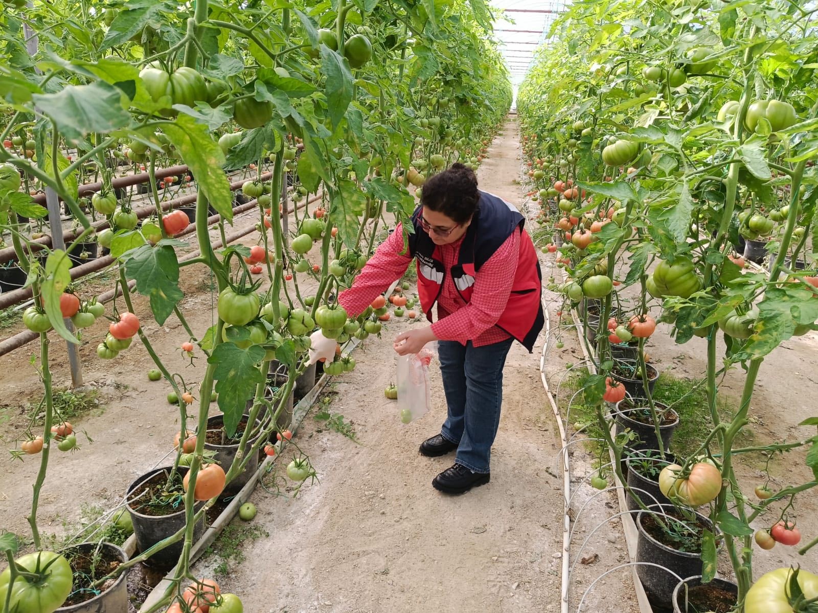 Domateste Pestisit Alarmı (4)