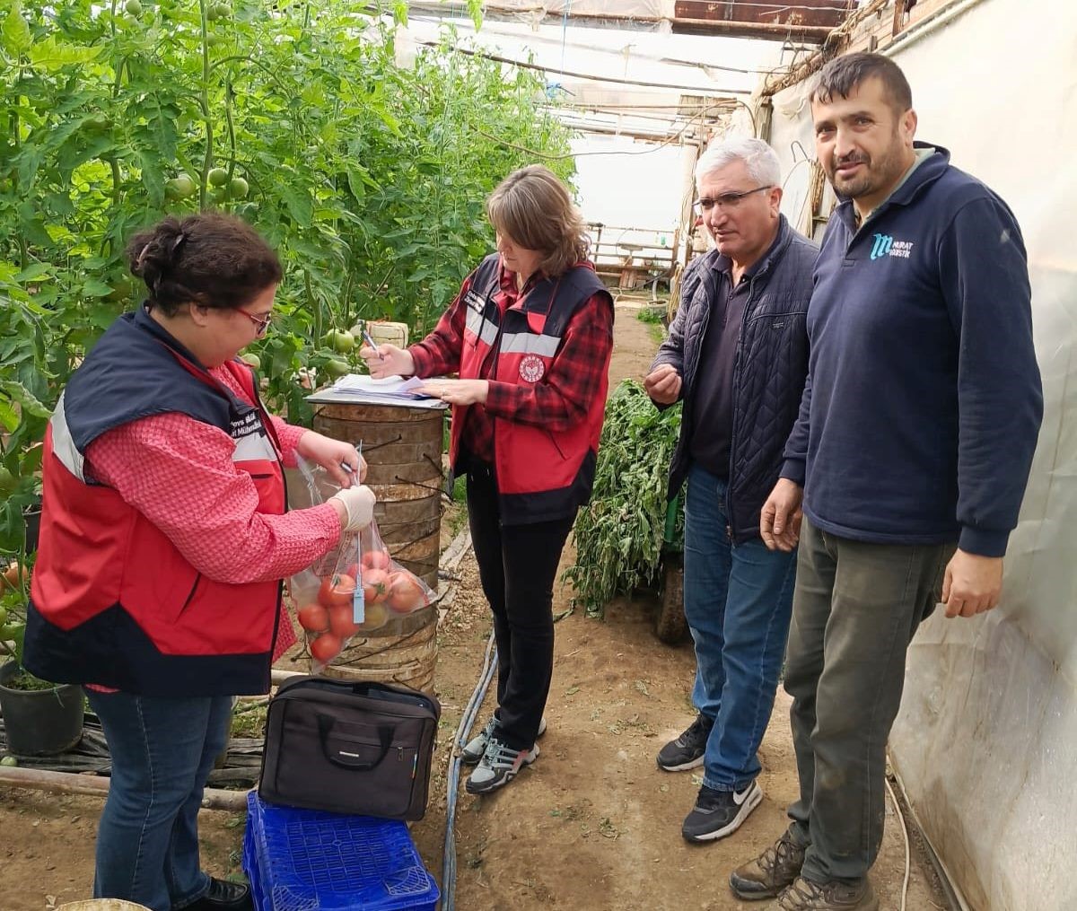 Domateste Pestisit Alarmı (5)