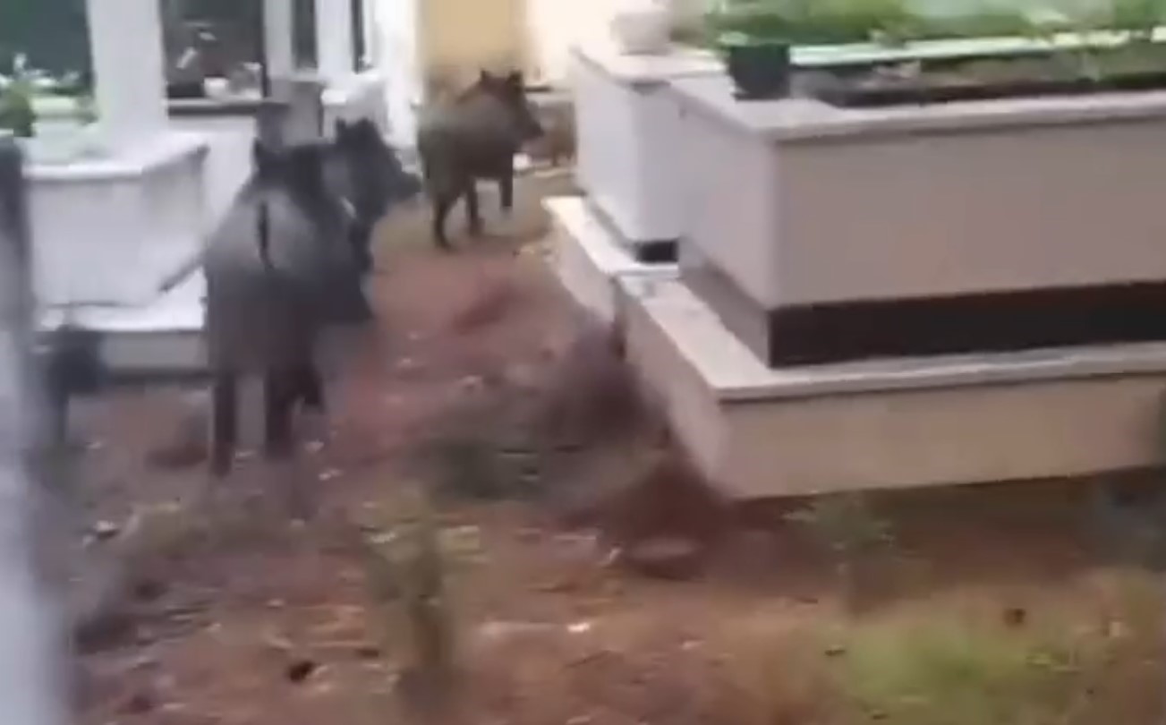 Domuzların Yeni Adresi Mezarlıklar (2)