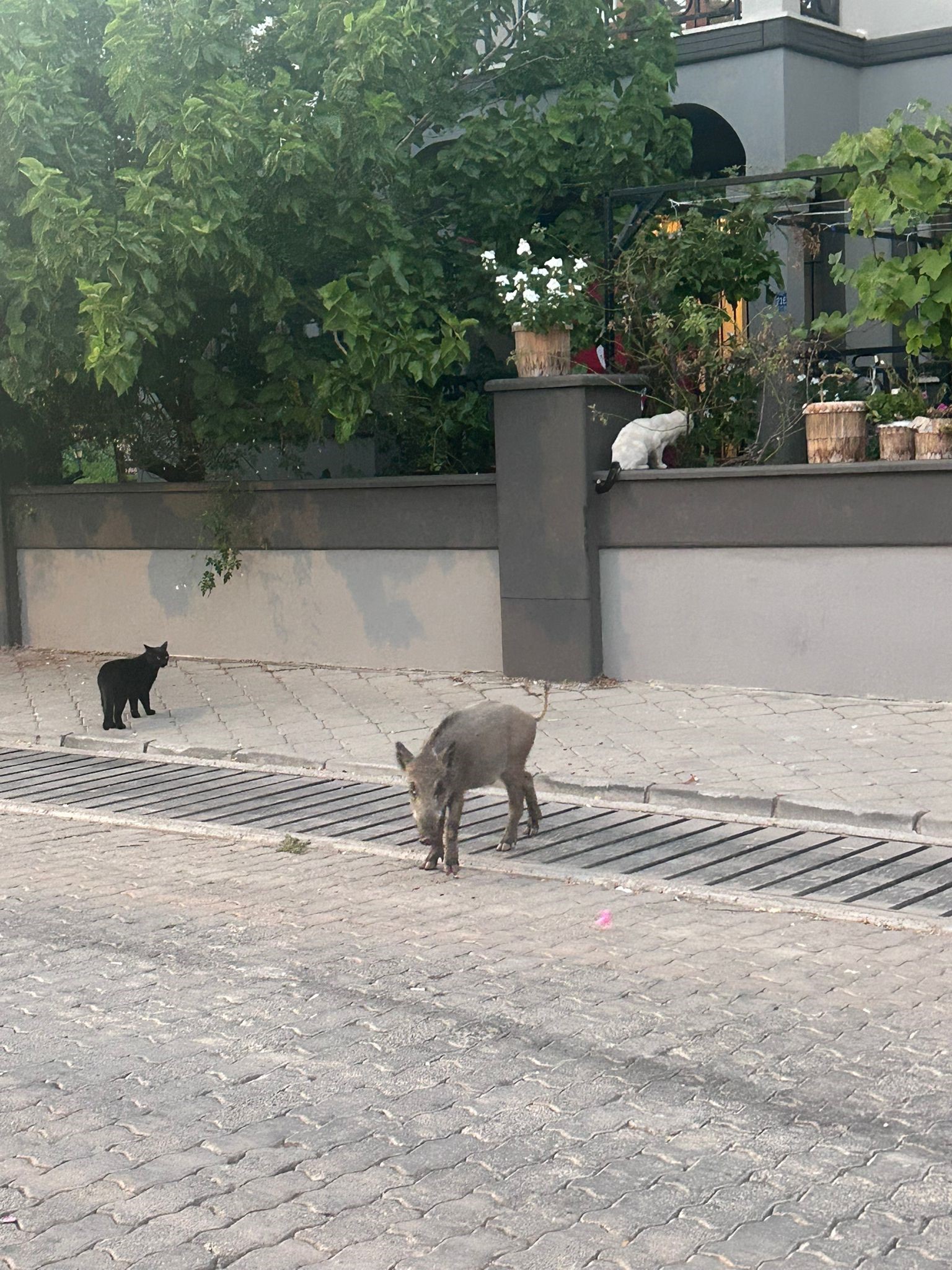 Domuzların Yeni Adresi Mezarlıklar (3)