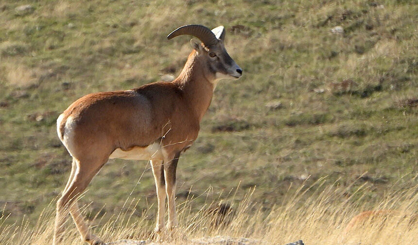 Dünyada Benzeri Yok! Ege’de Anadolu Yaban Koyunu (1)