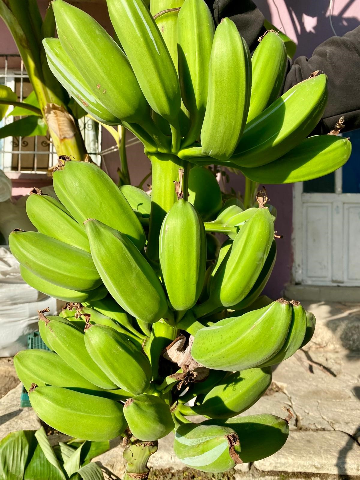 Fidanları Aydın’dan Getirdi, 700 Rakımda Yetiştirmeyi Başardı (2)