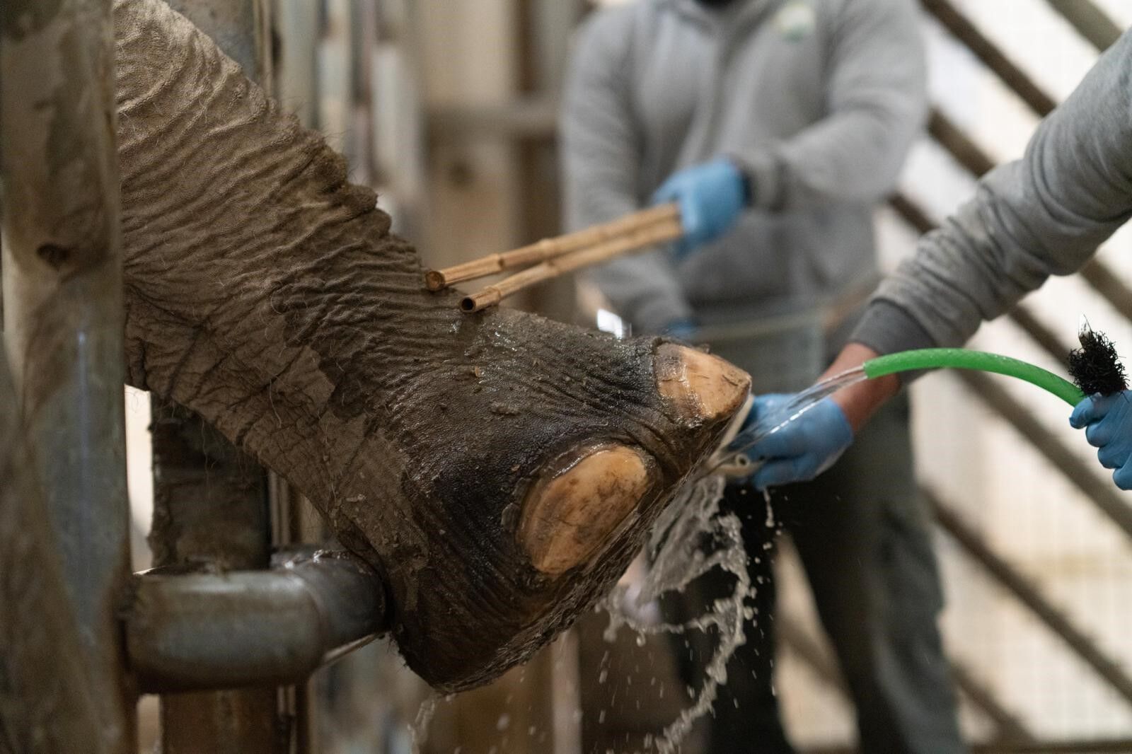 İzmir’de Fillere Hayat Kurtaran Bakım (2)
