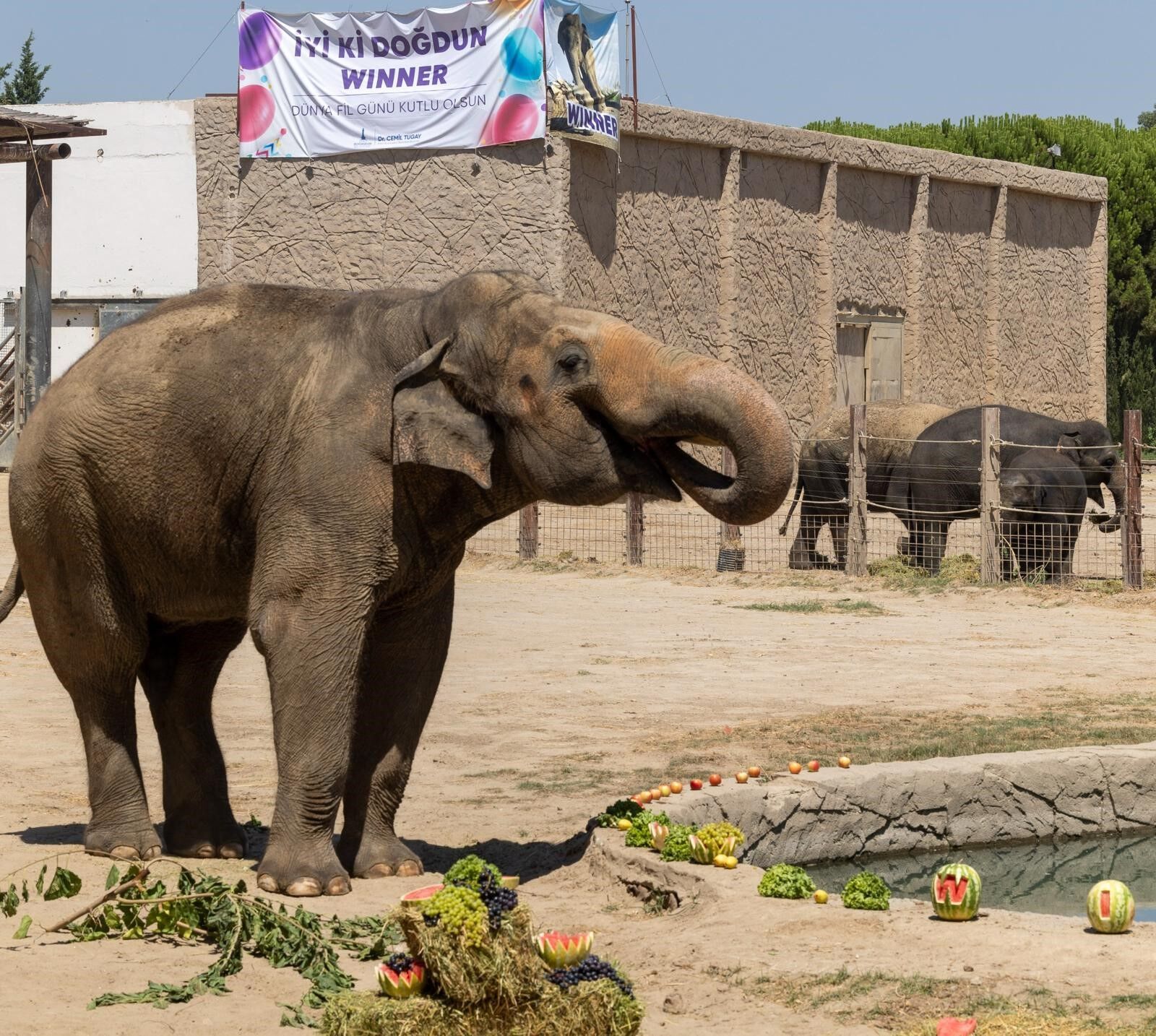 İzmir’de Fillere Hayat Kurtaran Bakım (4)