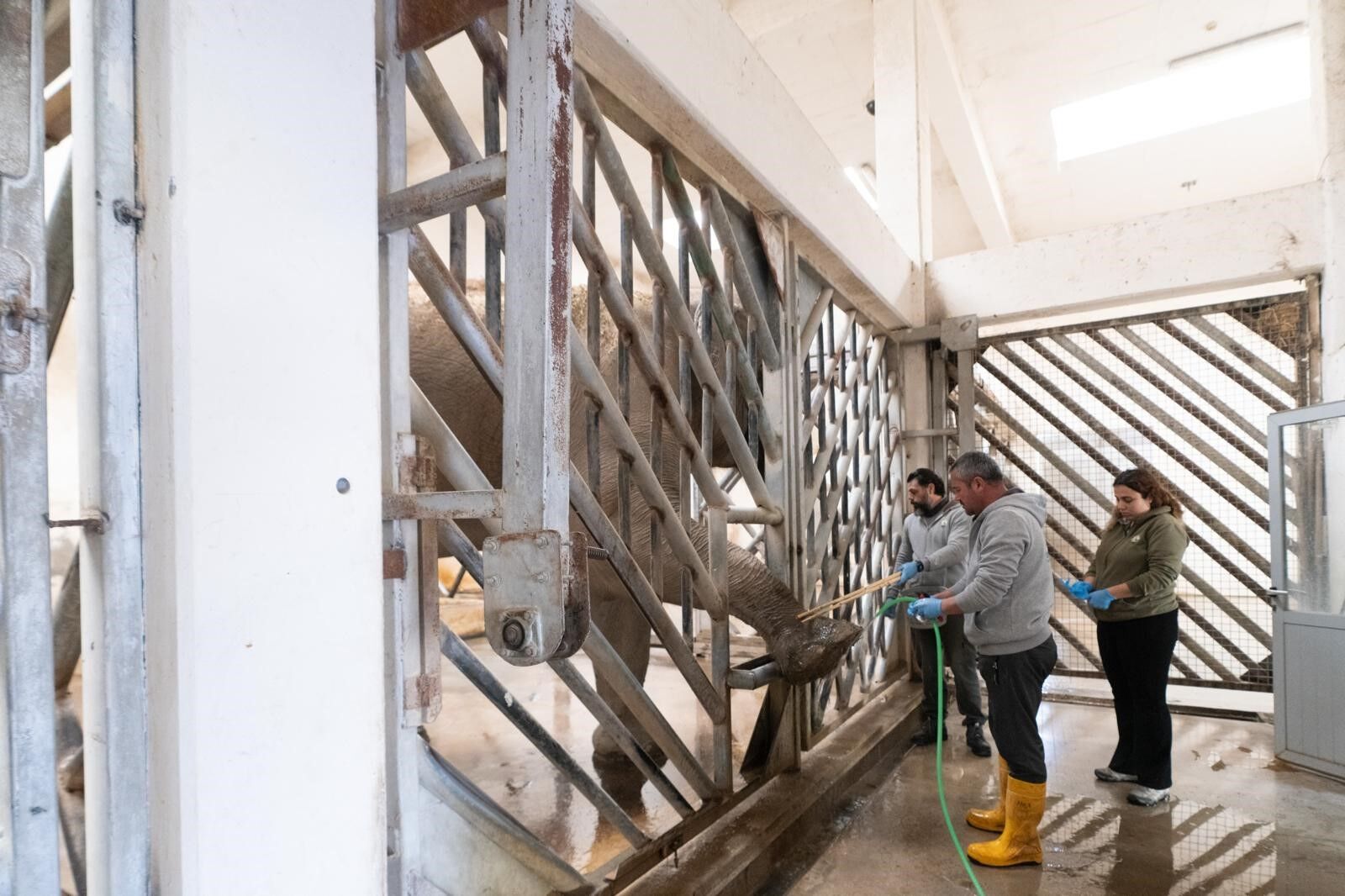 İzmir’de Fillere Hayat Kurtaran Bakım (5)