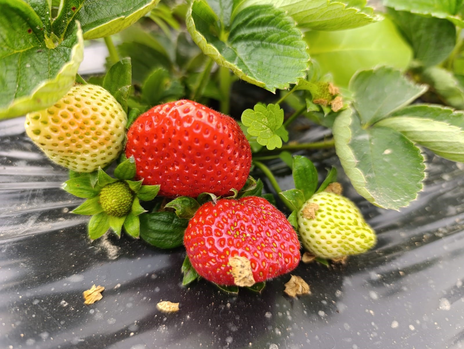 Kış Çileğinin Yanına Yaklaşılmıyor, Fiyatı Belli Oldu (2)