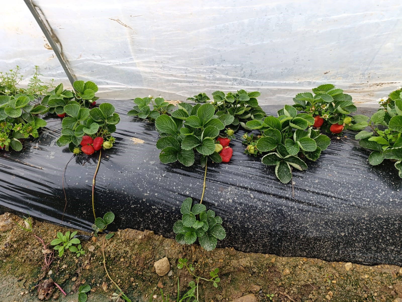 Kış Çileğinin Yanına Yaklaşılmıyor, Fiyatı Belli Oldu (4)