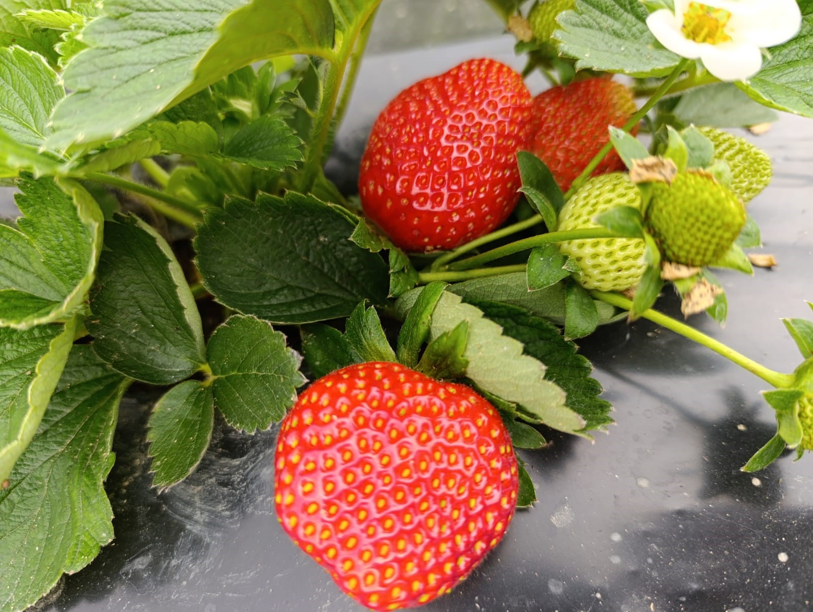 Kış Çileğinin Yanına Yaklaşılmıyor, Fiyatı Belli Oldu (5)