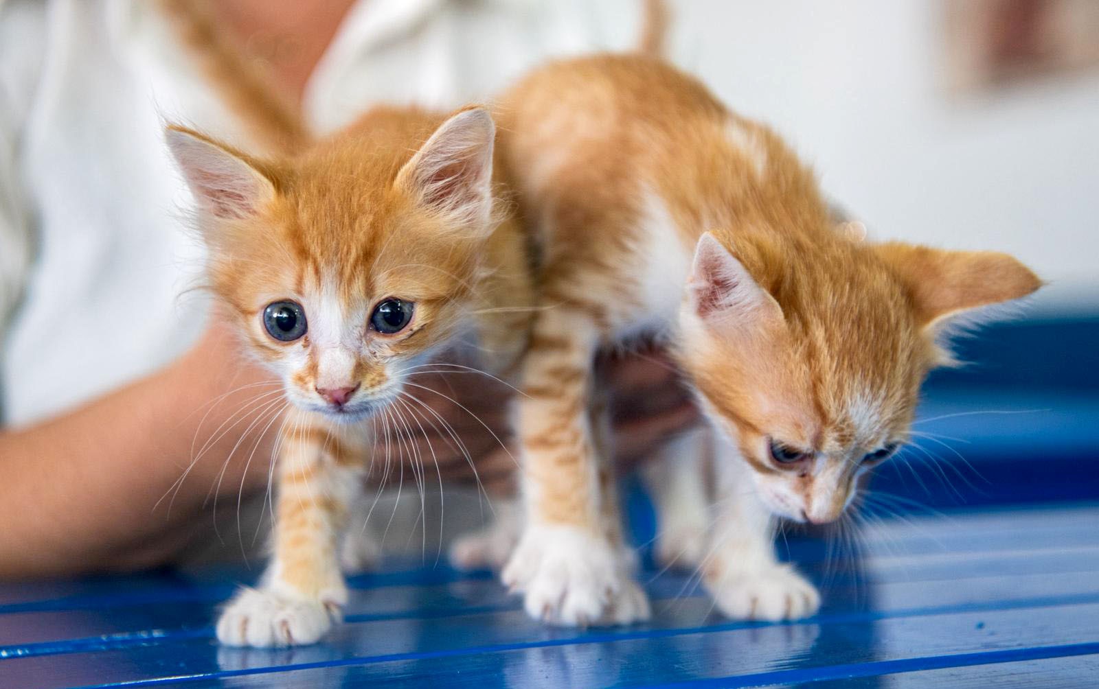 Kuşadası Belediyesi Veteriner İşleri Müdürlüğü’nden ‘Mikroçip Taktırın’ Uyarısı (2)-1