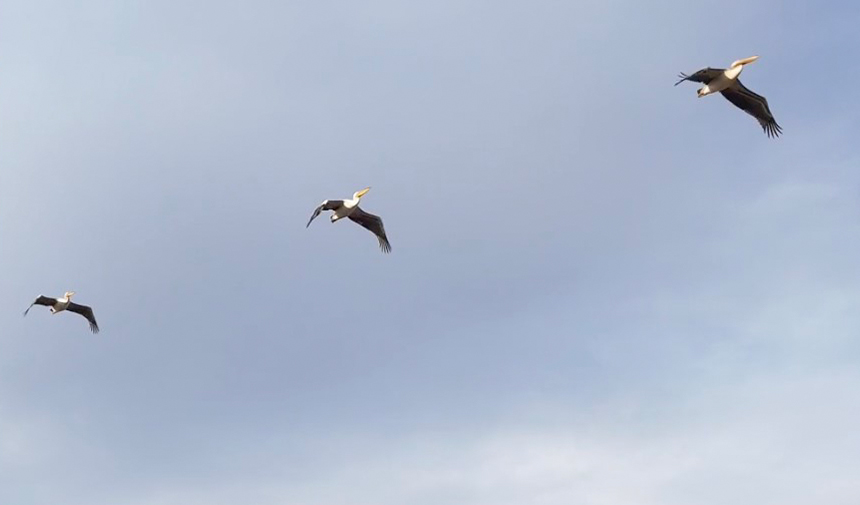 Kuşların Uçuş Yönü Şaşırttı (1)