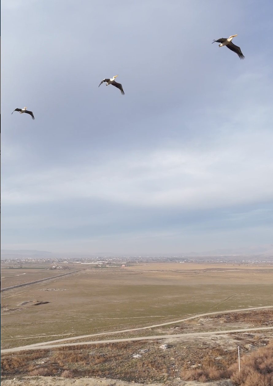 Kuşların Uçuş Yönü Şaşırttı (2)