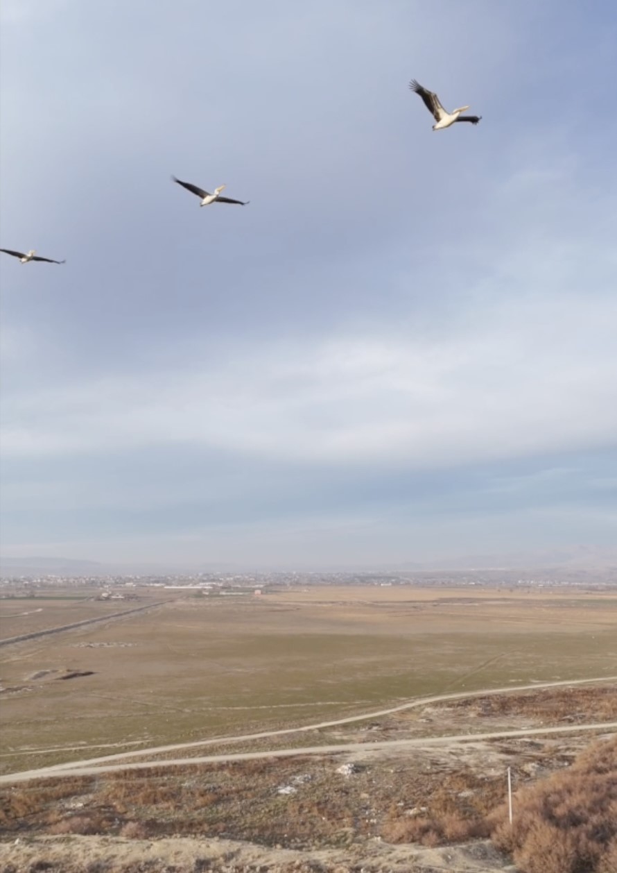 Kuşların Uçuş Yönü Şaşırttı (3)