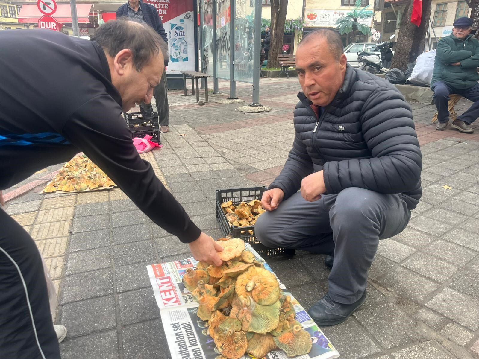 Melki Mantarı Fiyatı Belli Oldu (3)