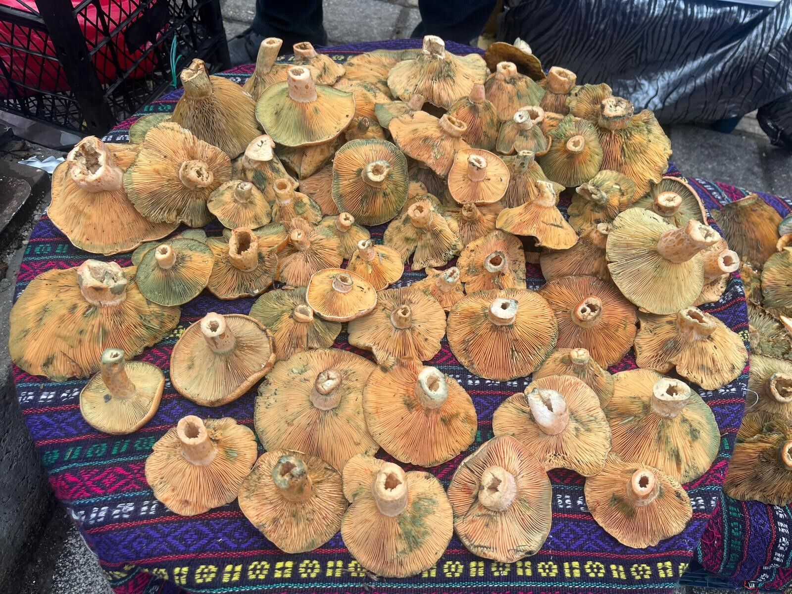 Melki Mantarı Fiyatı Belli Oldu (4)