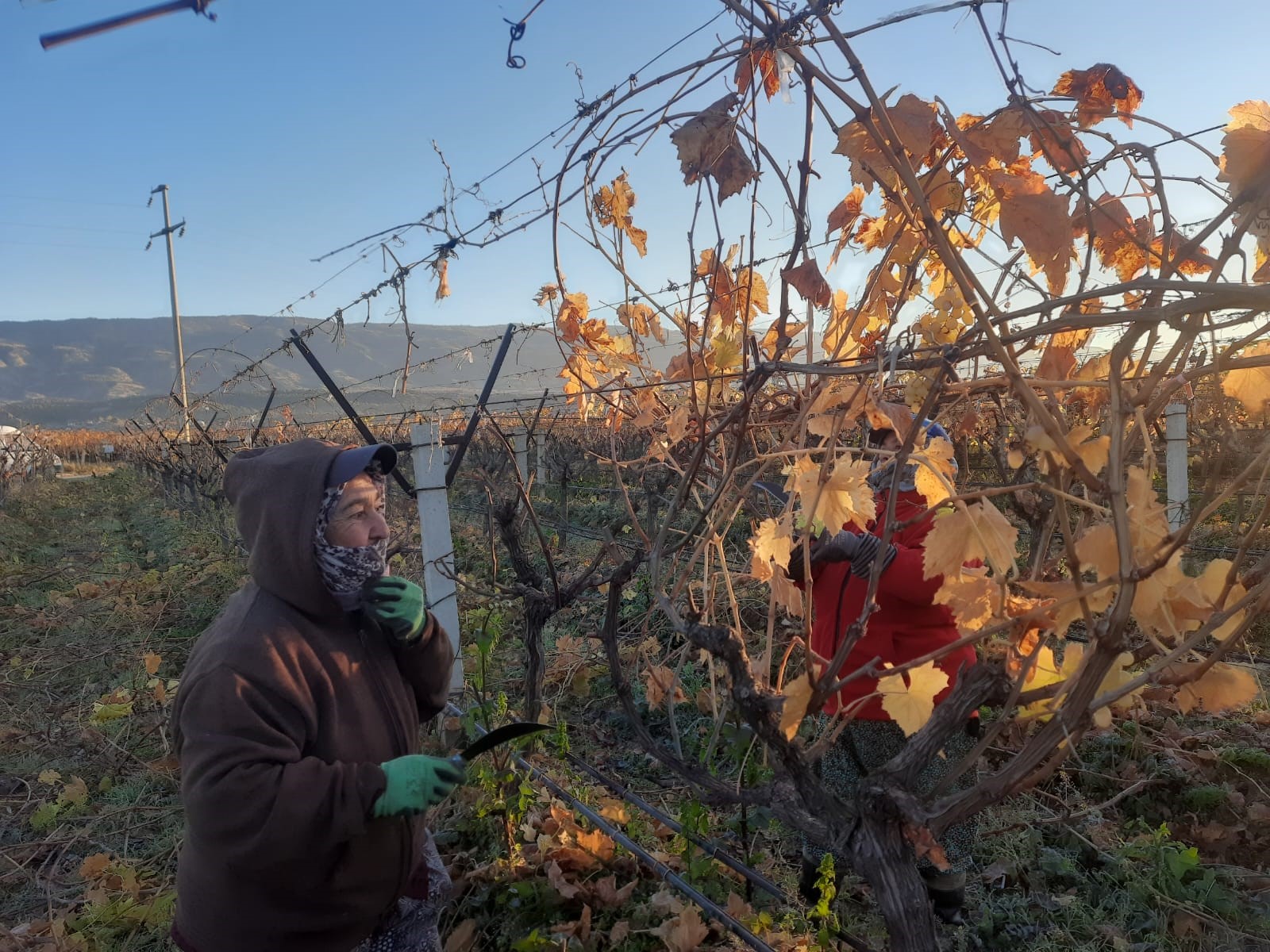 Üzüm Bağları Kadınlara Emanet (4)