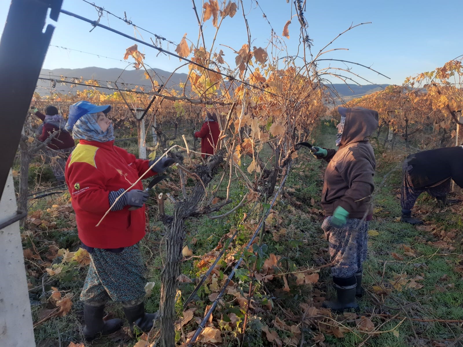 Üzüm Bağları Kadınlara Emanet (6)