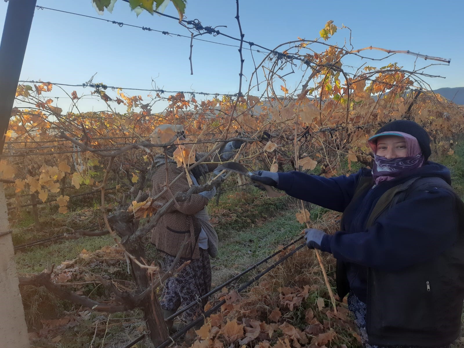 Üzüm Bağları Kadınlara Emanet (7)