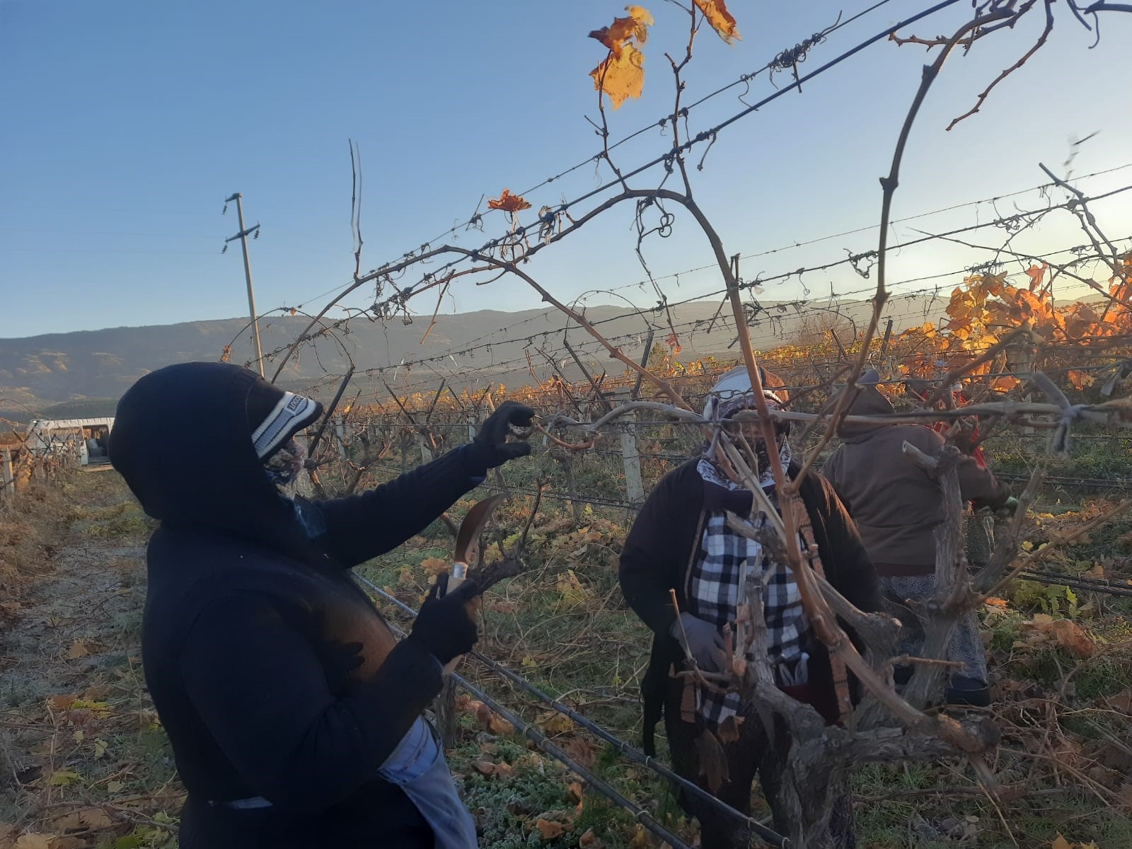 Üzüm Bağları Kadınlara Emanet (8)
