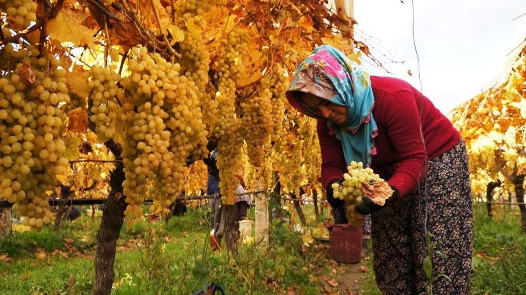Üzümde Mutlu Son (2)