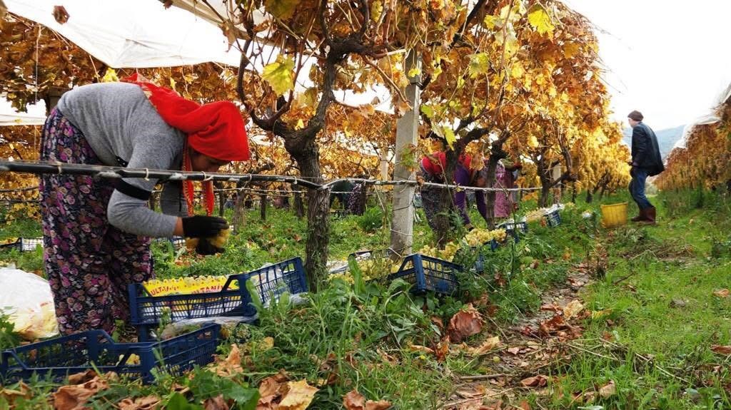 Üzümde Mutlu Son (3)