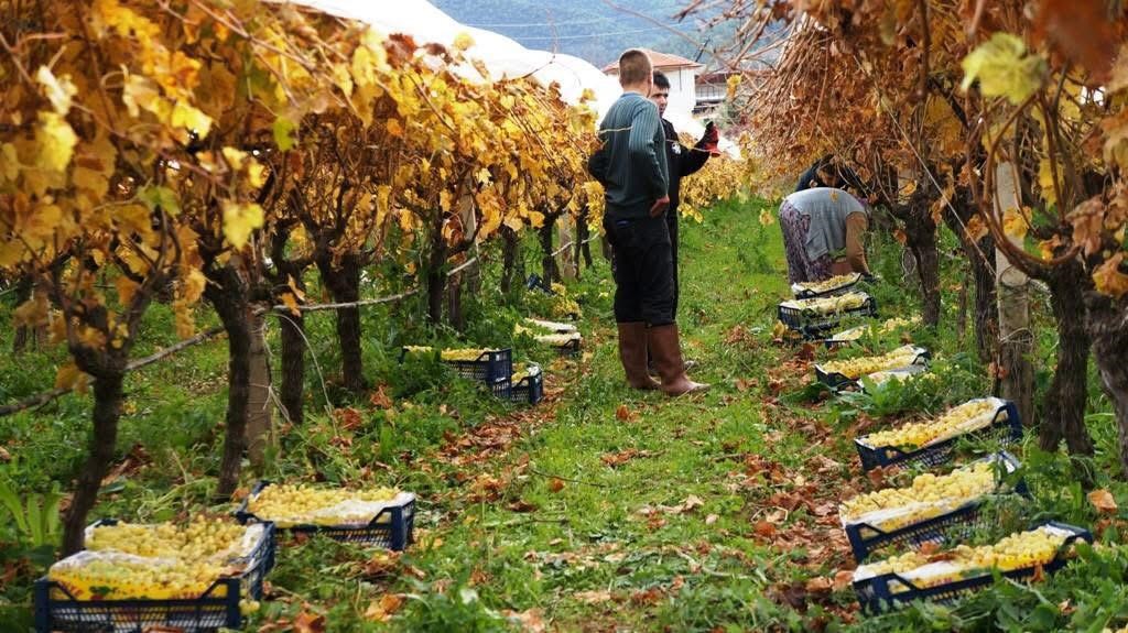 Üzümde Mutlu Son (5)