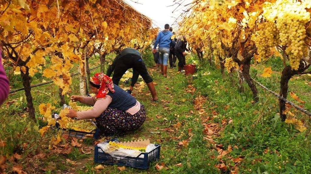 Üzümde Mutlu Son (6)