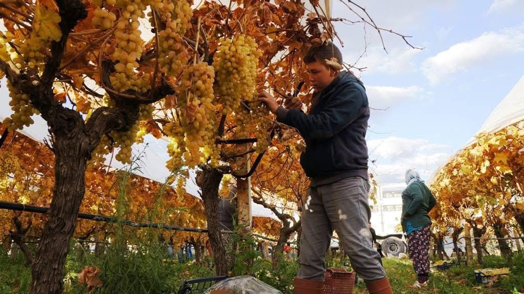 Üzümde Mutlu Son (7)